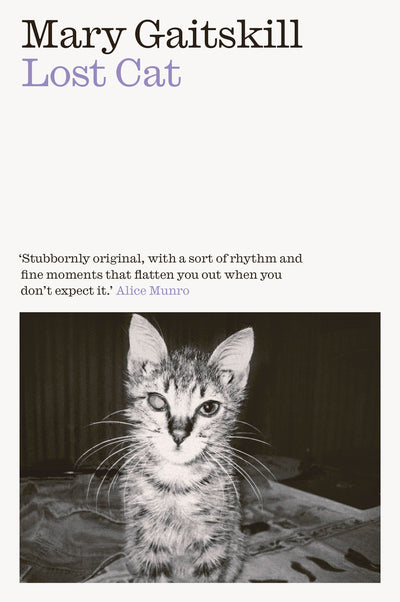 Lost cat