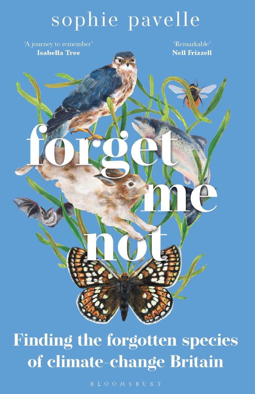 Forget Me Not